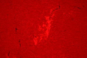 AR4513
