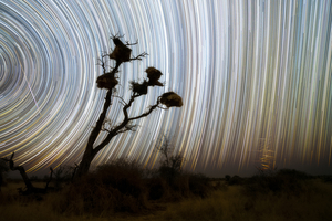 Szövőmadarak és az égi varrat