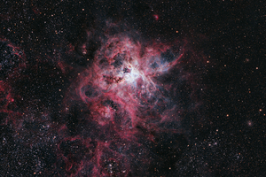 Tarantula-köd crop