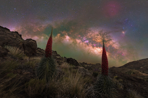 Tajinaste Rojo Tenerifén