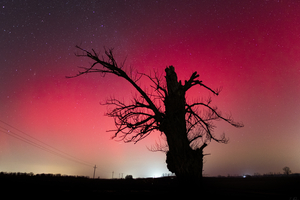 Sarki fény és az öreg tölgy