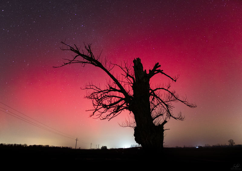 Sarki fény és az öreg tölgy